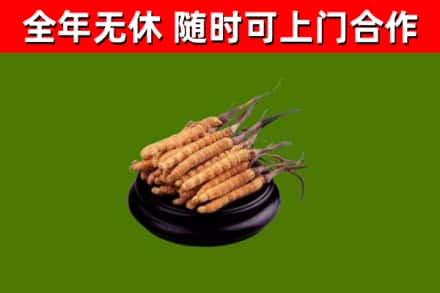 独山回收散虫草