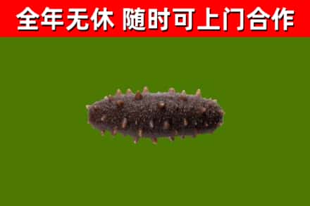 独山回收海参干